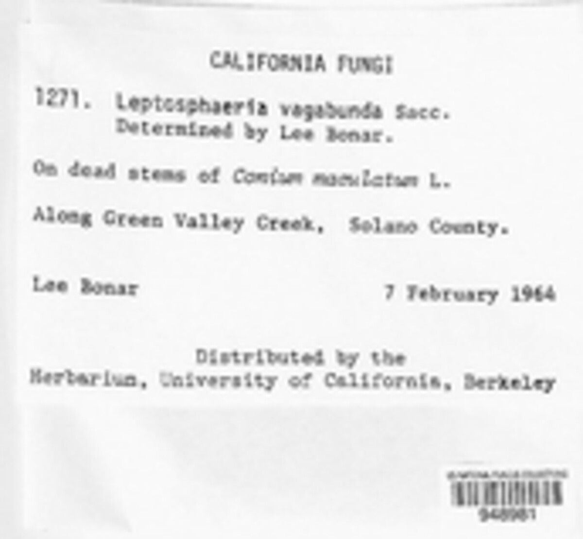 Leptosphaeria vagabunda image